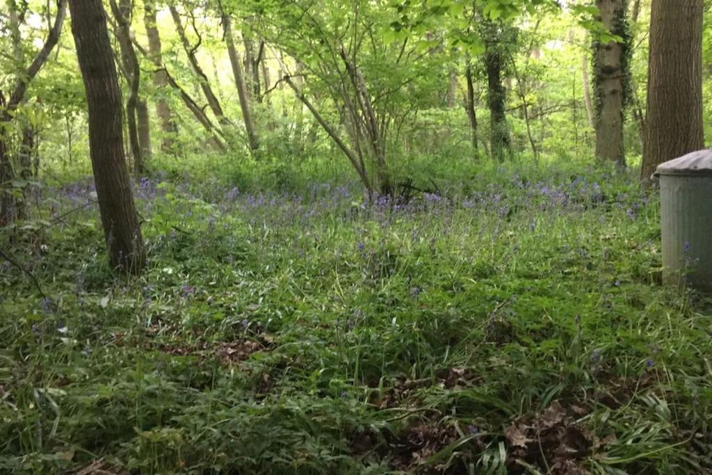 Magical Forest Yurt * Sturry